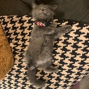 Meet your Posher, Ding